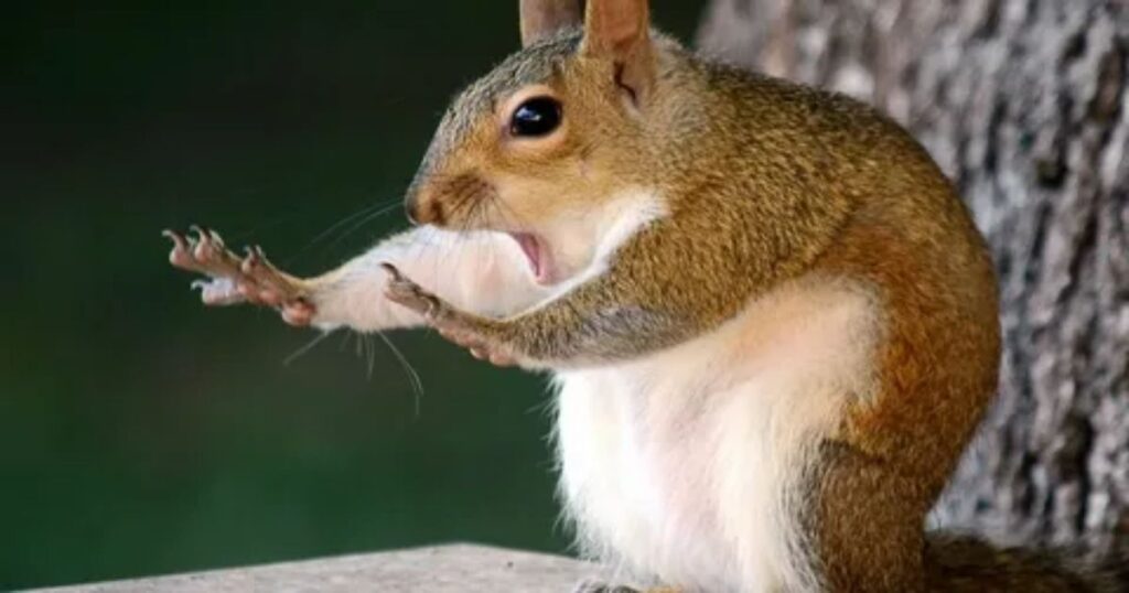 36+ Animal Riddles for Kids and Families That Are Fun, Easy and Tricky to Solve 5 funny animal riddles