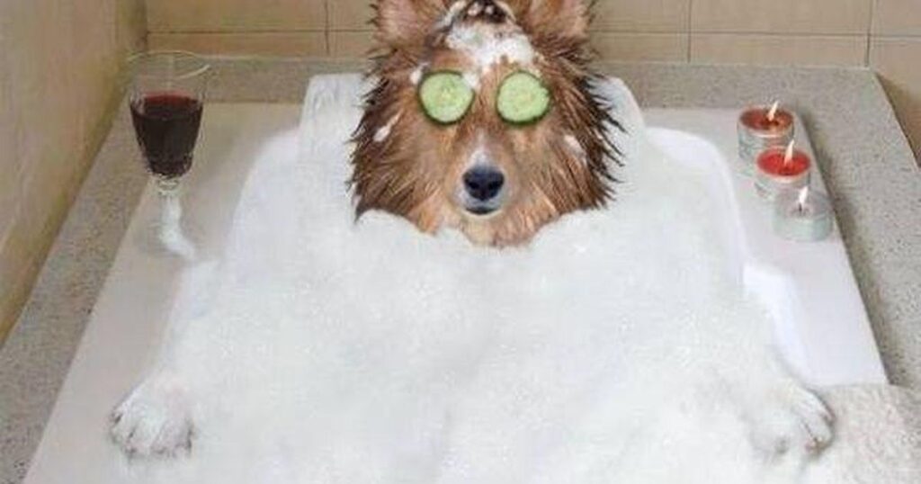 15 Clever Ways to Solve the a dog has 3 puppies riddle (With Fun Twists) 3 funny dog riddles