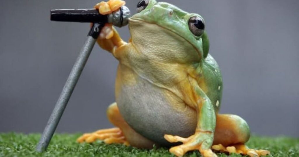 15 Best Frog Riddles for Kids That Will Make You Jump with Joy 3 funny frog riddles