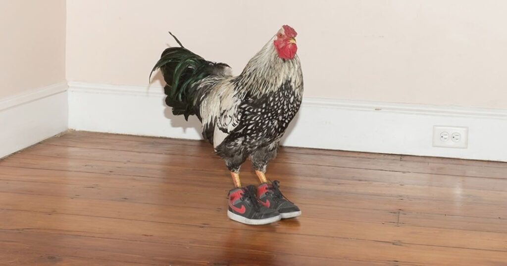 9+ Mind-Bending Ways to Solve the chicken fox and corn riddle (Fun for All Ages) 3 funny logic riddles