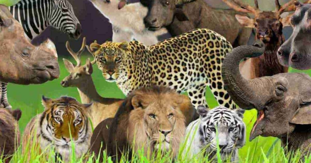 hard animal riddles 4