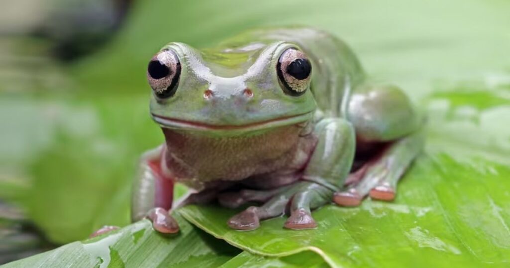 15 Best Frog Riddles for Kids That Will Make You Jump with Joy 4 hard frog riddles