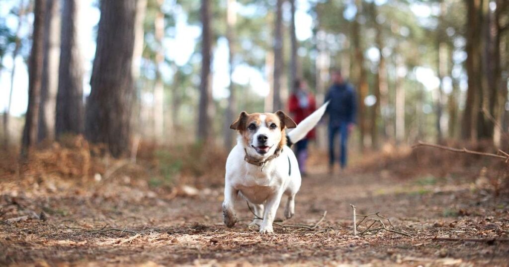 25+ Magical & Mind-Bending Fantasy Creature Riddles Kids Will Love 9 how far can a dog run into the woods riddle