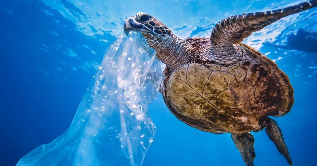 8+ Easy Animal Riddles That Kids Will Love Solving 4 ocean animal riddles 1