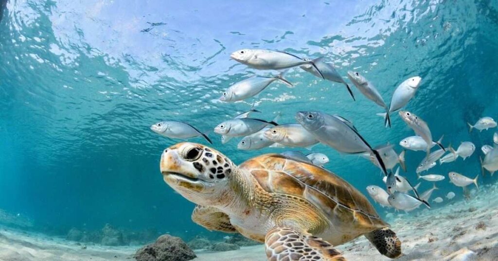 ocean animal riddles