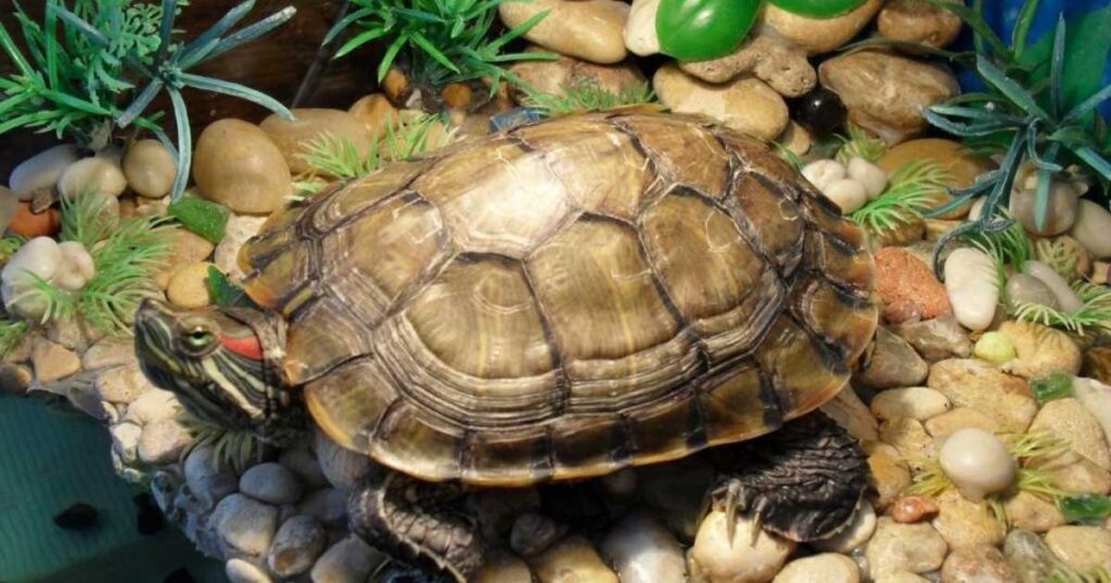 riddles about turtles