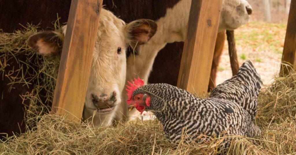 15 Silly Cow Ate Chicken Riddle Ideas Kids Will Love 4 tricky cow ate chicken riddles