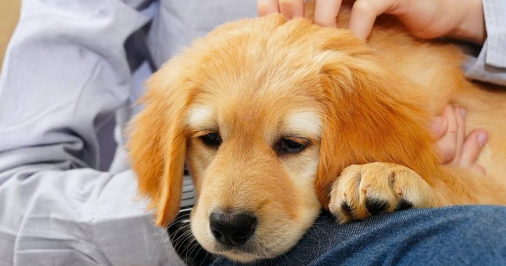 15 Clever Ways to Solve the a dog has 3 puppies riddle (With Fun Twists) 1 what are a dog has 3 puppies riddle