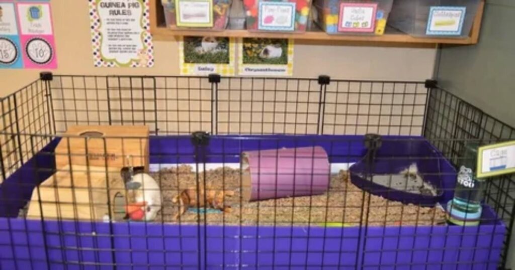 what are animal riddles for classroom