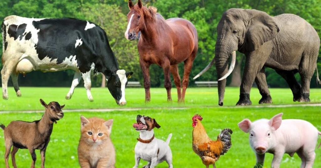 what are animal riddles with answers