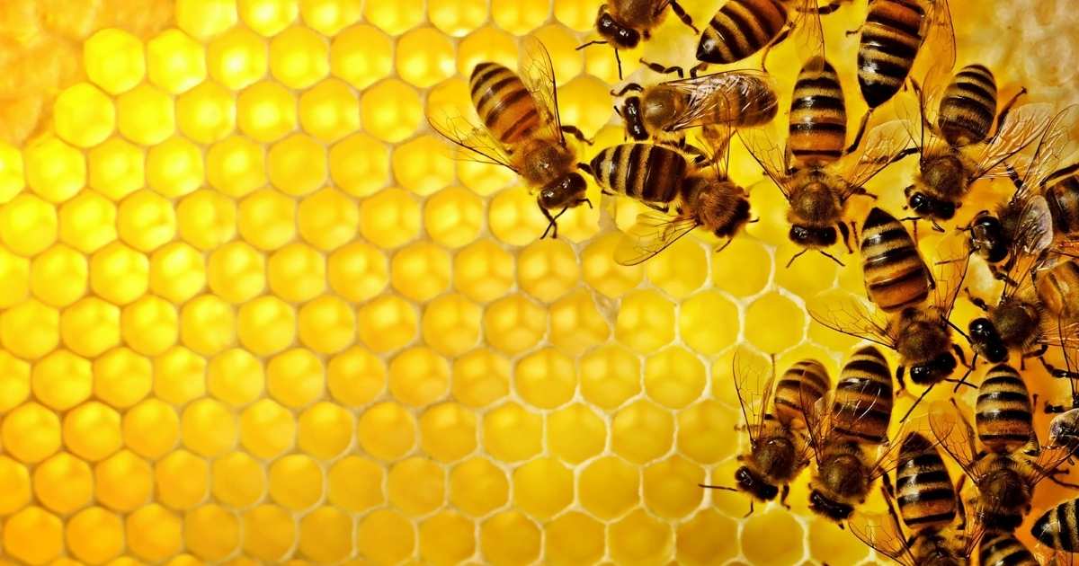 7+ Buzzing Bee Riddles For Kids That Are Sweet And Fun To Solve