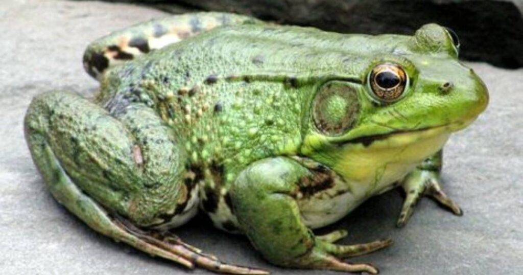 15 Best Frog Riddles for Kids That Will Make You Jump with Joy 1 what are frog riddles