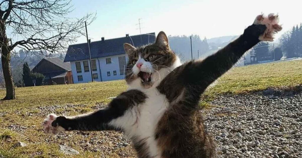 what are funny animal riddles