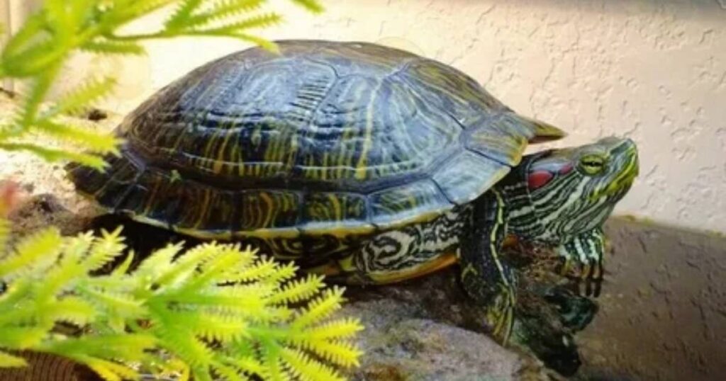 what are riddles about turtles