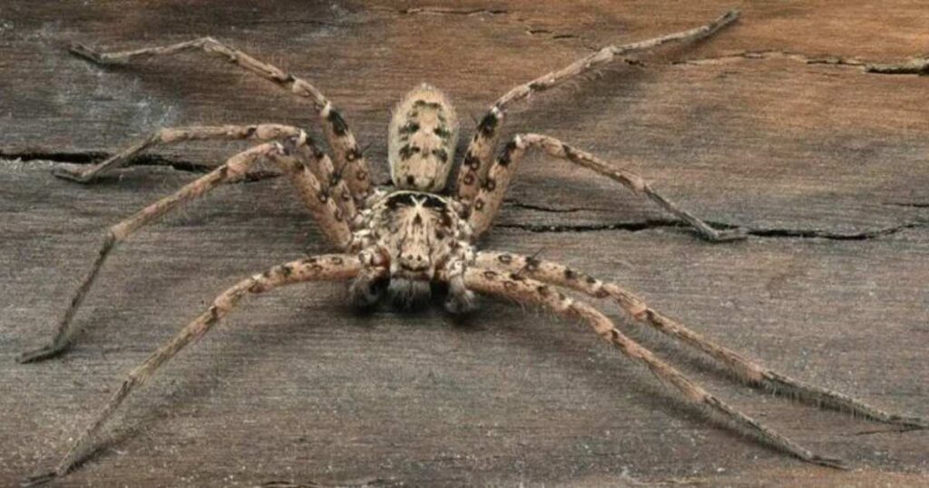 15 Fun Spider Riddles for Kids That Are Spooky and Smart 🕷️ 1 what are spider riddles