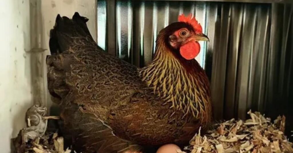 A Rooster Lays an Egg Riddle: Test Your Logic With These Fun Puzzles 1 what is a rooster lays an egg riddle