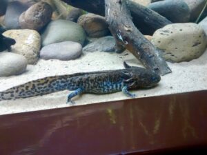 12 Axolotl Facts for Kids: Gills, Regrowth and Wild Habitat