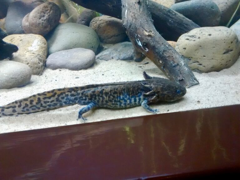 An axolotl with feathery external gills resting in an aquarium