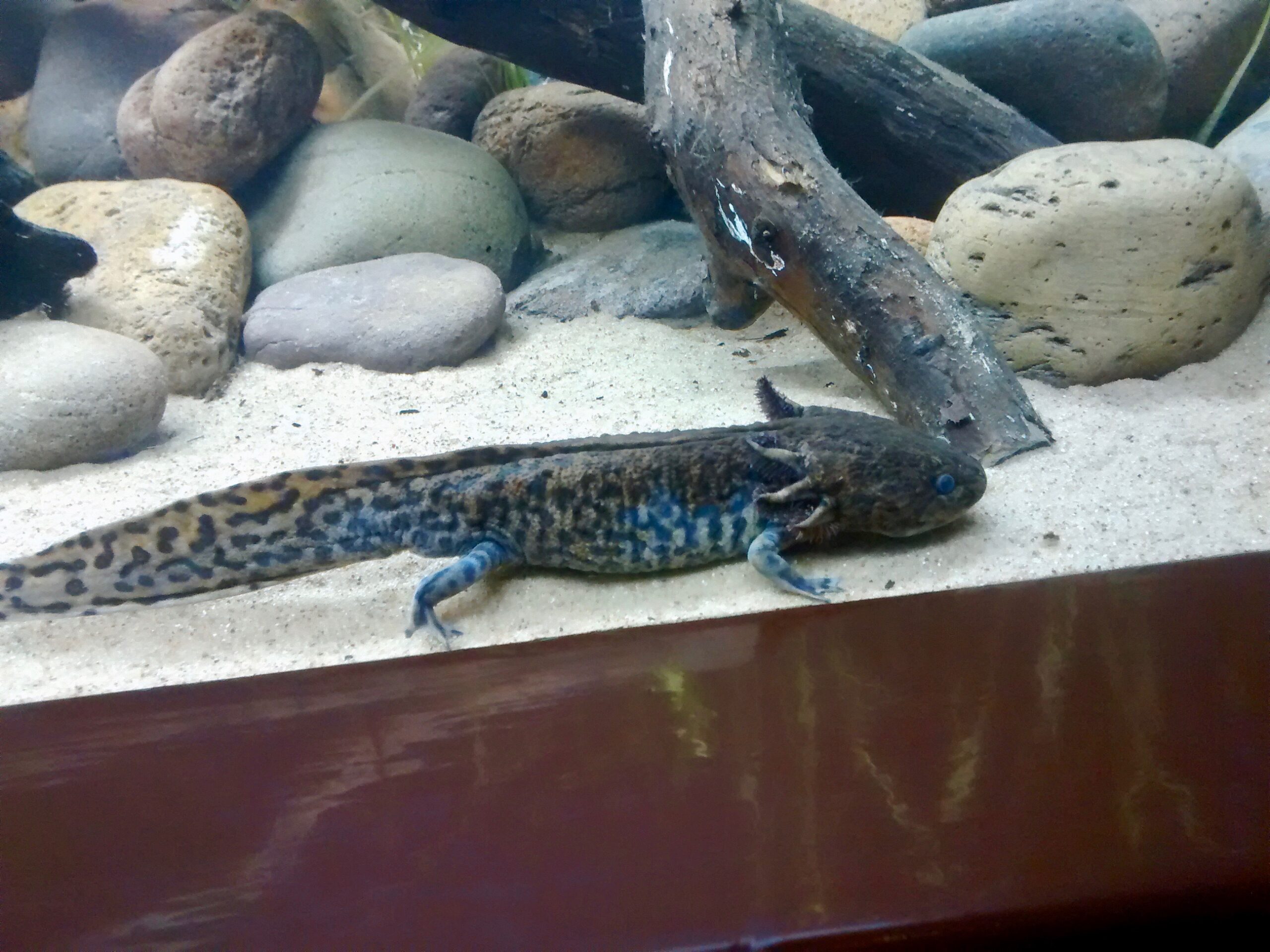 An axolotl with feathery external gills resting in an aquarium