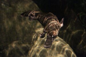12 Platypus Facts for Kids: Eggs, Bills and an Electric Sense