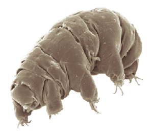 15 Tardigrade Fun Facts for Kids: Tiny Water Bears & Space