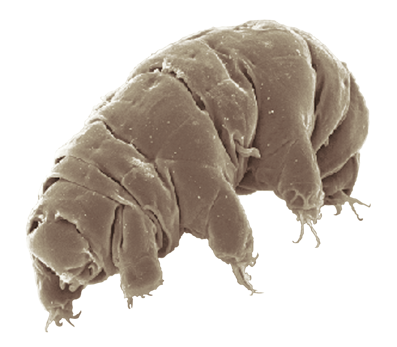15 Tardigrade Fun Facts for Kids: Tiny Water Bears & Space