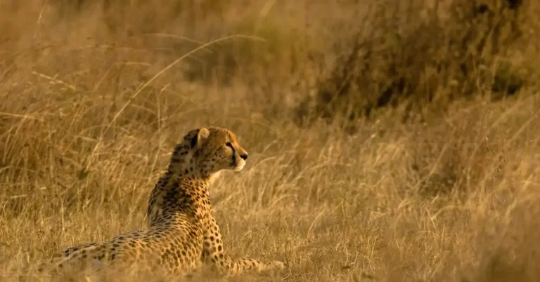 Cheetah in the Serengeti savanna, showing its spotted coat and lean body
