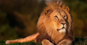 Lion Facts for Kids: Prides, Roars & Big Cat Science