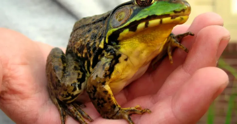 Green frog resting beside water